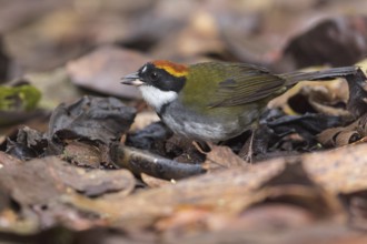 Chestnut-capped Brush-Finch (Arremon brunneinucha) feeding on the forest floor in Colombia, South