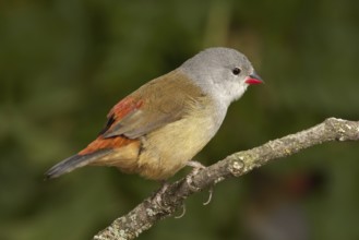 Yellow-bellied Waxbill (Coccopygia quartinia)