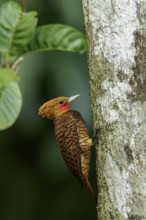 Waved Woodpecker (Celeus undatus) perched on a branch in the rainforest of Guyana