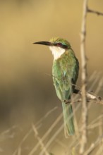 Somali Bee-eater (Merops revoilii), Samburu, Kenya