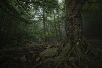 Misty forest with towering trees and sprawling roots, creating an enchanting, serene atmosphere.