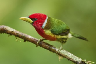 Red-headed Barbet (Eubucco bourcierii) male perched on a branch, Ecuador