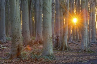 Beech Forest Sunset in autumn, Mecklenburg-Western Pomerania, Germany