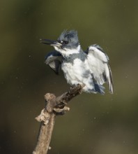 Belted Kingfisher (Megaceryle alcyon) male, Florida, USA