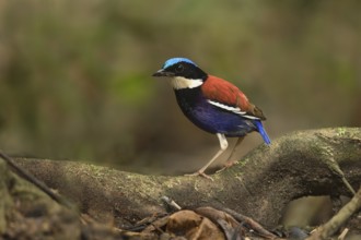 Blue-headed Pitta (Hydrornis baudii) male, Sabah, Malaysia