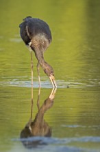 Black Stork (Ciconia nigra) juvenile foraging, Saxony-Anhalt, Germany