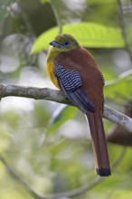 Orange-breasted Trogon (Harpactes oreskios), Malaysia