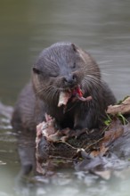 Eurasian otter (Lutra lutra) adult animal feeding on a fish on a river bank, England, United