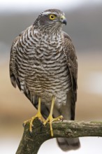 Eurasian Sparrowhawk (Accipiter nisus), Saxony-Anhalt, Germany