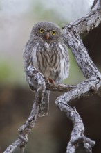 Northern Pygmy-Owl (Glaucidium gnoma) perched on a branch in southern Arizona, USA
