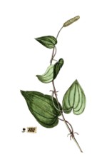 Piper longum, long pepper, long pepper, digital reproduction of a historical original, between 1790