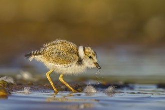 Little Ringed Plover (Charadrius dubius) chick, North Rhine-Westphalia, Germany