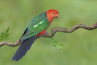 Australian King Parrot (Alisterus scapularis) male, Victoria, Australia