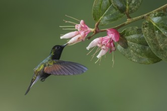 Black-bellied Hummingbird (Eupherusa nigriventris), Costa Rica
