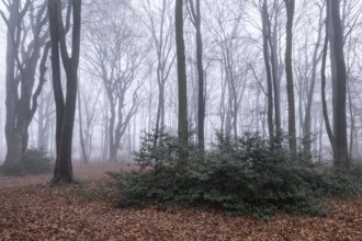 Beech forest (Fagus sylvatica) in the fog, Emsland, Lower Saxony, Germany