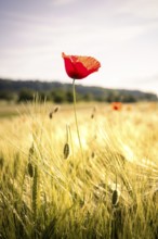 Bright red poppy blossom in the middle of a green field under soft sunlight, Black Forest,