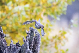 Sparrowhawk (Accipiter nisus) Germany