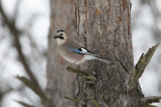 Jay in a park. Krasnodar. Russia
