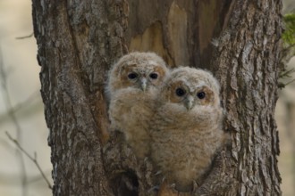 Tawny Owl (Strix aluco) two chicks looking out from breeding hole, Saxony, Germany