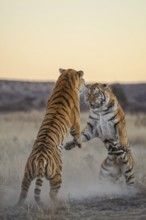 Bengal Tiger (Panthera tigris) two females fighting, captive, Philippolis, South Africa