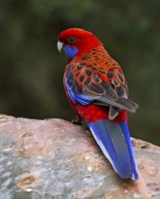 Crimson Rosella (Platycercus elegans), Australian Capital Territory, Australia