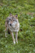 One adult eurasian gray wolf (Canis lupus lupus) walking through the green undergrowth at a forest