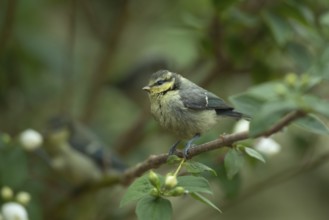 Blue tit (Cyanistes Caeruleus) juvenile garden bird on a shrub in summer, Suffolk, England, United