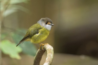 Pale-yellow Robin (Tregellasia capito nana) perched on a branch, Queensland, Australia