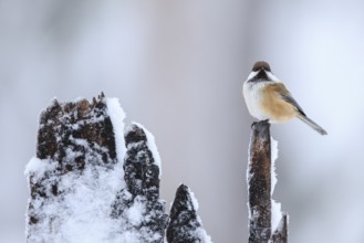 Grey-headed Chickadee (Poecile cinctus), Finland