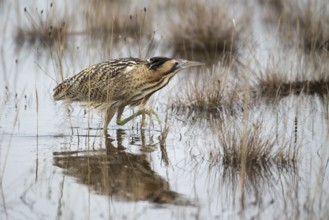 Eurasian Bittern (Botaurus stellaris) foraging, Burgenland, Austria