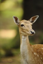 Close-up of a calm deer in the forest with soft light and green background, fallow deer (Dama dama)