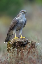Northern northern goshawk (Accipiter gentilis), Autour des palombes, Hides De Calera / Goshawk