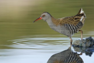 Water Rail (Rallus aquaticus) foraging, Tuscany, Italy