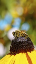European honey bee (Apis mellifera), collecting nectar from a yellow coneflower (Echinacea