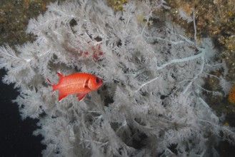 White-fringed soldierfish (Myripristis murdian)
