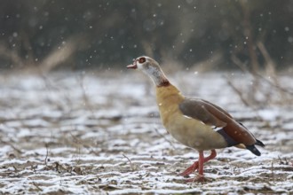 Egyptian Goose (Alopochen aegyptiaca), North Rhine-Westphalia, Germany