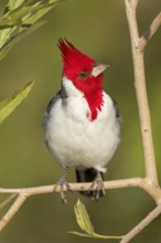 Red-crested Cardinal (Paroaria coronata) perched on a branch in the Pantanal of Brazil