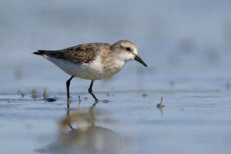 Red-necked Stint (Calidris ruficollis) foraging, Victoria, Australia