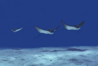 A trio of spotted eagle rays swims gracefully over the sandy seabed in the crystal-clear waters of
