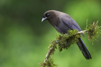 Purplish Jay (Cyanocorax cyanomelas) perched on a branch in Bolivia, South America