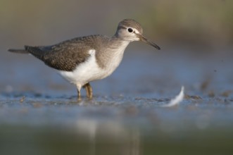 Common Sandpiper (Actitis hypoleucos), Thuringia, Germany
