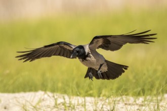 Hooded Crow (Corvus cornix) flying, Romania