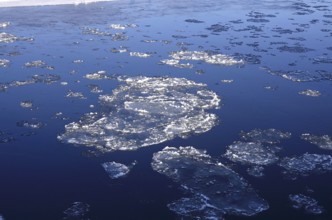 Elbe with ice floes, winter, Dresden, Saxony, Germany