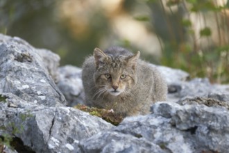 Wild Cat (Felis silvestris) female resting on rocks, Castile-León, Spain