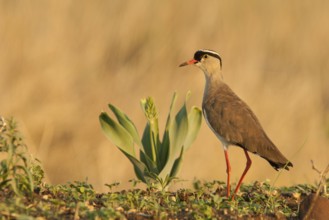 Crowned Lapwing (Vanellus coronatus), Mpumalanga, South Africa