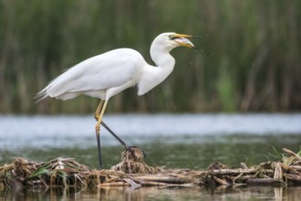Great Egret (Ardea alba) eating a fish, Subotica, Serbia