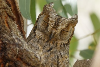 Eurasian Scops Owl (Otus scops), Lesvos, Greece