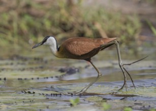 African Jacana (Actophilornis africanus) foraging, Gambia