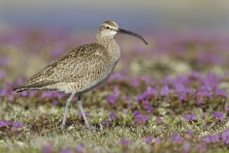 Whimbrel (Numenius phaeopus), Manitoba, Canada