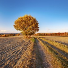 Field landscape in evening light, solitary oak on a dirt road in full autumn colors, ploughed